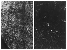 <i>Light Balances (IV A-B)</i>
2011   
Two gelatin-silver prints 
Each image: 7 7/8 x 5 1/4 inches; 20 x 13 cm   
Each sheet: 14 x 11 inches; 36 x 28 cm