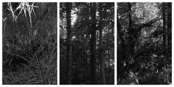 <i>Light Balances (V A-C)</i>
2011-2012   
Three gelatin-silver prints 
Each image: 7 7/8 x 5 1/4 inches; 20 x 13 cm   
Each sheet: 14 x 11 inches; 36 x 28 cm