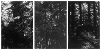<i>Light Balances (VIII A-C)</i>
2008-2011   
Three gelatin-silver prints 
Each image: 7 7/8 x 5 1/4 inches; 20 x 13 cm   
Each sheet: 14 x 11 inches; 36 x 28 cm