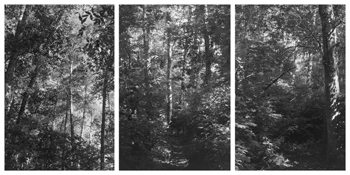 <i>Light Balances (IX A-C)</i>
2008   
Three gelatin-silver prints 
Each image: 7 3/4 x 5 1/4 inches; 20 x 13 cm   
Each sheet: 14 x 11 inches; 36 x 28 cm