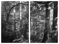 <i>Light Balances (X A-B)</i>
2008-2011   
Two gelatin-silver prints 
Each image: 7 7/8 x 5 1/4 inches; 20 x 13 cm   
Each sheet: 14 x 11 inches; 36 x 28 cm