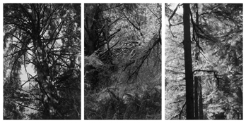 <i>Light Balances (XI A-C)</i>
2002-2011   
Three gelatin-silver prints 
Image a: 7 3/4 x 5 1/4 inches; 20 x 13 cm   
Image b: 8 x 5 1/4 inches; 20 x 13 cm   
Image c: 7 7/8 x 5 1/4 inches; 20 x 13 cm   
Each sheet: 14 x 11 inches; 36 x 28 cm
