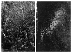 <i>Light Balances (XVI A-B)</i>
2005-2011   
Two gelatin-silver prints 
Each image: 7 7/8 x 5 1/4 inches; 20 x 13 cm   
Each sheet: 14 x 11 inches; 36 x 28 cm