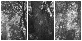 <i>Light Balances (XVII A-C)</i>
2002-2008   
Three gelatin-silver prints 
Each image: 7 7/8 x 5 1/4 inches; 20 x 13 cm   
Each sheet: 14 x 11 inches; 36 x 28 cm