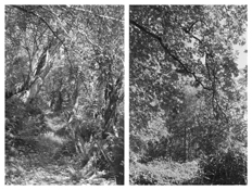 <i>Light Balances (XVIII A-B)</i>
2008   
Two gelatin-silver prints 
Each image: 7 7/8 x 5 1/4 inches; 20 x 13 cm   
Each sheet: 14 x 11 inches; 36 x 28 cm