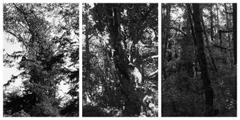 <i>Light Balances (XX A-C)</i>
2011   
Three gelatin-silver prints 
Each image: 7 7/8 x 5 1/4 inches; 20 x 13 cm   
Each sheet: 14 x 11 inches; 36 x 28 cm