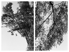 <i>Light Balances (XXII A-B)</i>
2011   
Two gelatin-silver prints 
Each image: 7 7/8 x 5 1/4 inches; 20 x 13 cm   
Each sheet: 14 x 11 inches; 36 x 28 cm