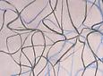 Brice Marden