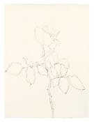 <i>Rose</i>
1983
Graphite on paper
24 1/8 x 18 inches; 61 x 46 cm