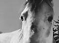 Peter Hujar