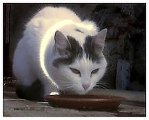 <I>Büsi (Kitty)</I>
2001
6:30 minutes, DVD
5 x 5 1/2 x 1/2 inches; 13 x 14 x 1.5 cm
Film Still