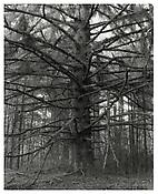 <i>Sitka Spruce, Cape Blanco State Park, Curry County, Oregon</i>
1999-2003
Gelatin-silver print
14 x 11 inches; 35.5 x 28 cm