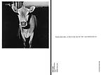<i>Cow Chewing Grass</i>
1978
Gelatin silver print