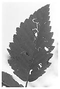 </i>Untitled (Questions for an Overcast Day)</i>
2006
Gelatin-silver print
14 x 11 inches; 35.5 x 28 cm