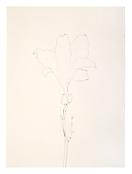 <i>Last Lily</i>
1986
Graphite on paper
30 x 22 inches; 76 x 56 cm