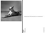 Great Dane
1981
Gelatin silver print