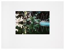 <i>Untitled</i>
1985-86
Unique c-print with hand additions in artist's frame
13 1/4 x 16 3/8 inches; 34 x 42 cm