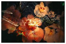 <i>Projection 1 (Herbst, Fall)</i>
1997
324 slides, 2 slide projectors, slide dissolve unit
Dimensions variable