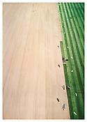 <i>Arena III</i>
2003
C-print mounted on Plexiglas in artist's frame
111 x 81 1/2 inches; 282 x 207 cm