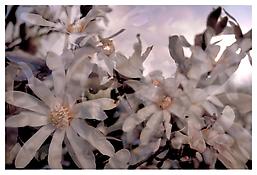 <i>Untitled</i> 
1997-98
Inkjet print 
29 1/8 x 42 1/8 inches; 74 x 107 cm