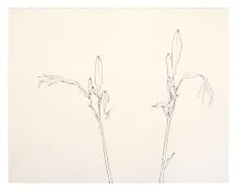 <i>Two Lilies</i>
1980
Graphite on paper
22 1/8 x 28 inches; 56 x 71 cm