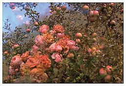 <i>Untitled</i>
1997-98
Inkjet print
29 1/8 x 42 1/8 inches; 74 x 107 cm