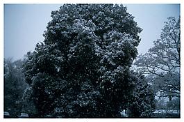 <i>Tree in first snowfall, Priory Hospital, London</i>
2003
Cibachrome
30 x 40 inches; 76 x 102 cm