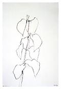Ellsworth Kelly
<i>Leaf</i>
1993
Pencil on paper
20 x 30 inches