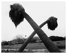 <i>Dead Palms, Partially Uprooted, Ontario, California</i>
1983
Gelatin-silver print
16 x 20 inches; 41 x 51 cm
