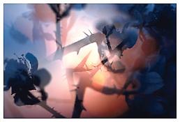 <i>Untitled</i>
1997-98
Inkjet print
29 1/8 x 42 1/8 inches; 74 x 107 cm