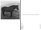 Horse in West Virginia Mountains
1969
Gelatin silver print