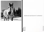 Horse, Germantown
1982
Gelatin silver print