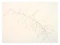 <i>Lily</i>
1981
Graphite on paper
22 x 30 inches; 56 x 76 cm