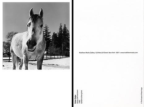 Horse, Germantown
1982
Gelatin silver print