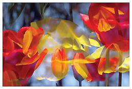 <i>Untitled</i>
1997-98
Inkjet print
29 1/8 x 42 1/8 inches; 74 x 107 cm