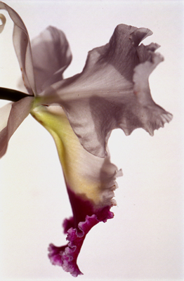 Thomas Florschuetz<br />Untitled (Orchidee)<br />2000/01<br />