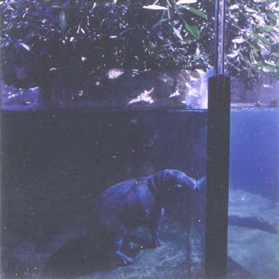 Lucinda Devlin<br />Miniature Hippopotamus, Zoo Berlin<br />1999<br />