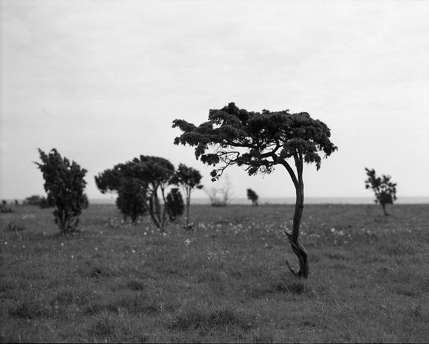 Fiona Tan<br />Narsholmen III<br />2008<br />