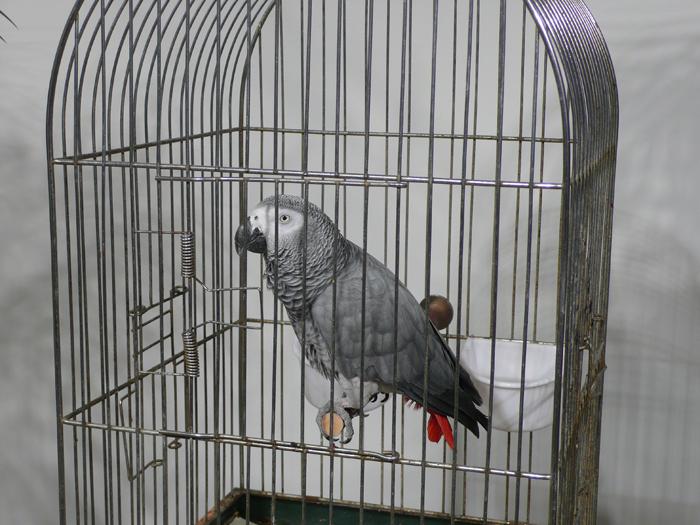 MARCEL BROODTHAERS		(1924 - 1976)<br /><br />Ne diets pas que je ne l'ai pas dit - Le Perroquet<br />1974<br />caged African Grey Parrot, two palm trees, a vitrine containing Broodthaers's catalogue from 1966 exhibition at Wide White Space along with a reprint from 1974, and a recording of the artist reading the poem "Moi Je dis Je Moi Je dis Je..."<br />