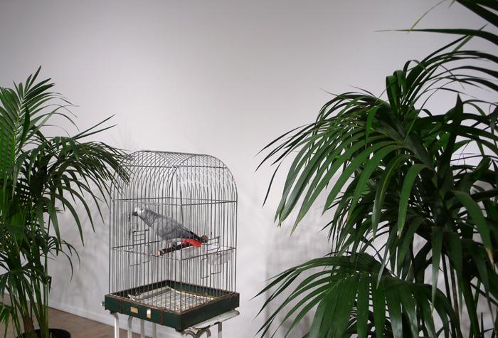 MARCEL BROODTHAERS		(1924 - 1976)<br /><br />Ne diets pas que je ne l'ai pas dit - Le Perroquet<br />1974<br />caged African Grey Parrot, two palm trees, a vitrine containing Broodthaers's catalogue from 1966 exhibition at Wide White Space along with a reprint from 1974, and a recording of the artist reading the poem "Moi Je dis Je Moi Je dis Je..."<br />