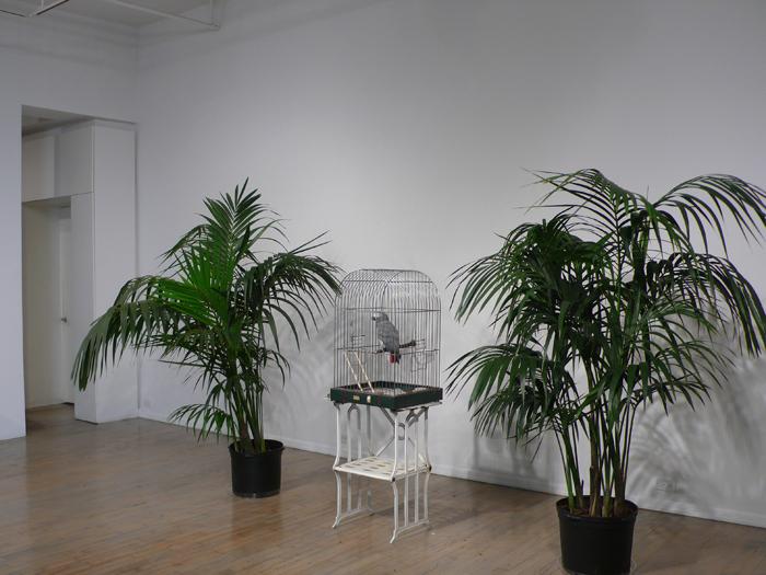 MARCEL BROODTHAERS		(1924 - 1976)<br /><br />Ne diets pas que je ne l'ai pas dit - Le Perroquet<br />1974<br />caged African Grey Parrot, two palm trees, a vitrine containing Broodthaers's catalogue from 1966 exhibition at Wide White Space along with a reprint from 1974, and a recording of the artist reading the poem "Moi Je dis Je Moi Je dis Je..."<br />