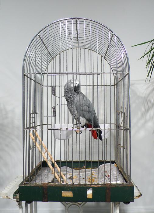 MARCEL BROODTHAERS		(1924 - 1976)<br /><br />Ne diets pas que je ne l'ai pas dit - Le Perroquet<br />1974<br />caged African Grey Parrot, two palm trees, a vitrine containing Broodthaers's catalogue from 1966 exhibition at Wide White Space along with a reprint from 1974, and a recording of the artist reading the poem "Moi Je dis Je Moi Je dis Je..."<br />