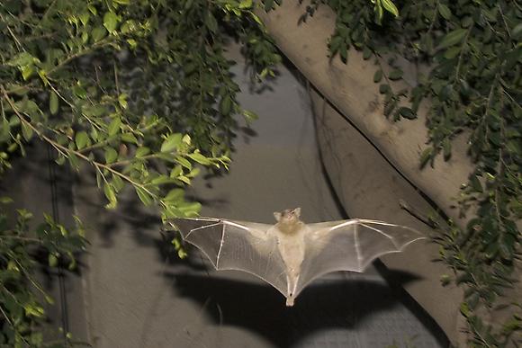 Bats, 2002-2007
Two-channel slide projection of eighty 35mm slides onto adjacent walls
Running time: 8 minutes