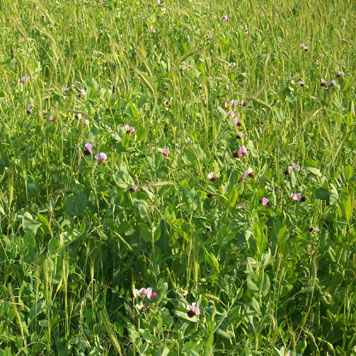 Healthy Soil