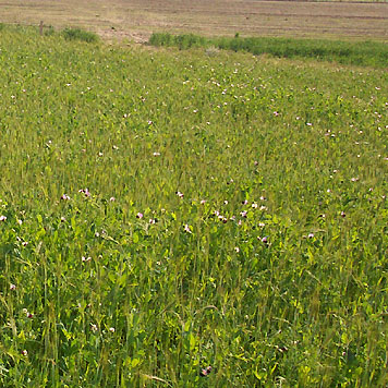 Healthy Soil