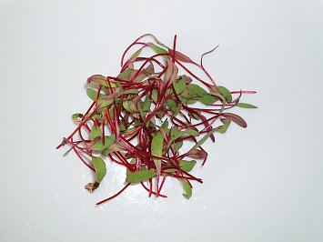 Micro Bulls Blood Beet