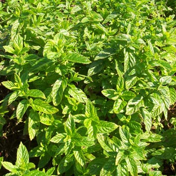 *Spearmint