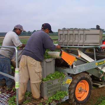 Harvest