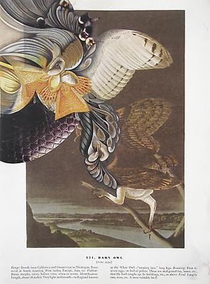 Audubon Drawing Series
171, 2010
Mixed media on paper
12 ¼ x 9 inches Image