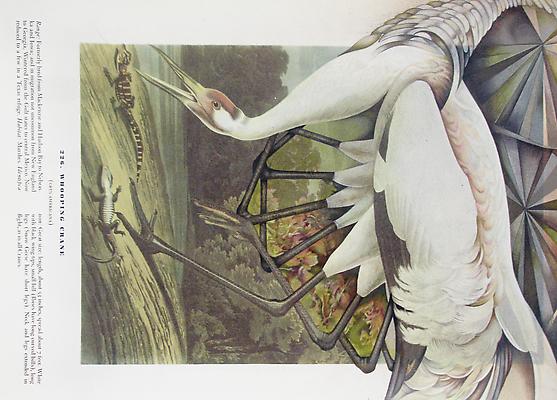 Audubon Drawing Series
226, 2010
Mixed media on paper
9 x 12 ¼ inches Image